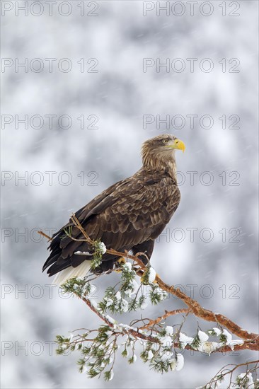 White-tailed Eagle