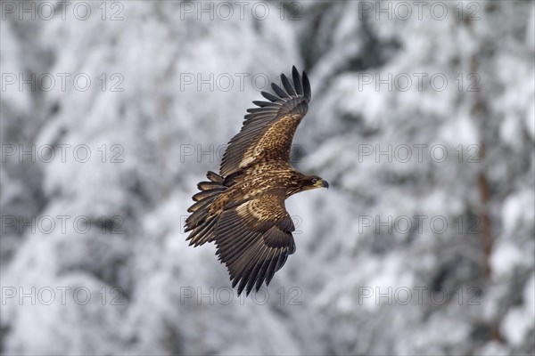 White-tailed Eagle