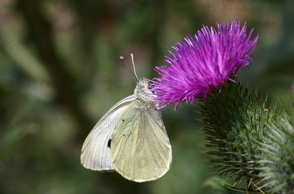 Close-up