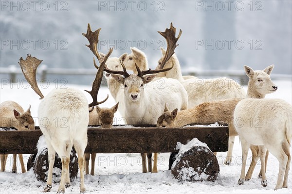 White fallow deer