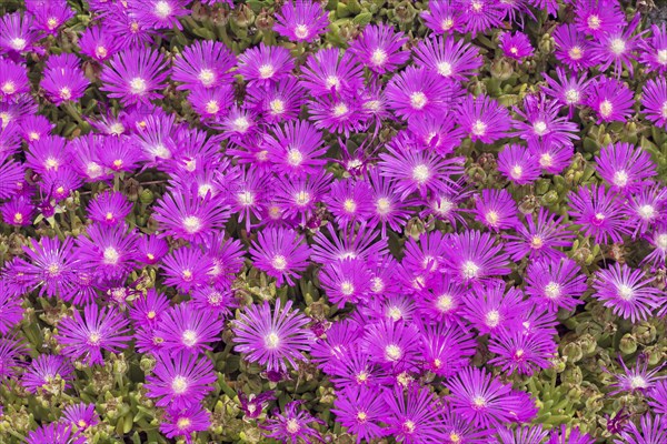 Flowering Succlent