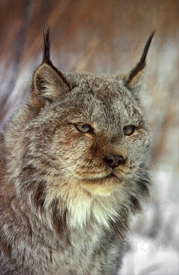 Canada Lynx