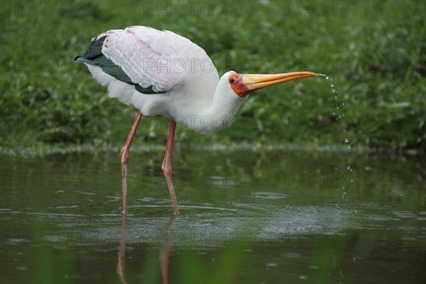 African yellow-billed stork