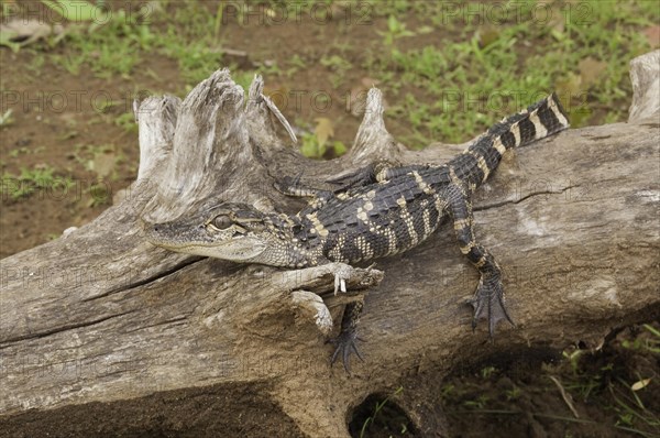 American alligator