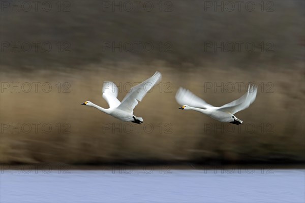 Two motion blurred tundra swans