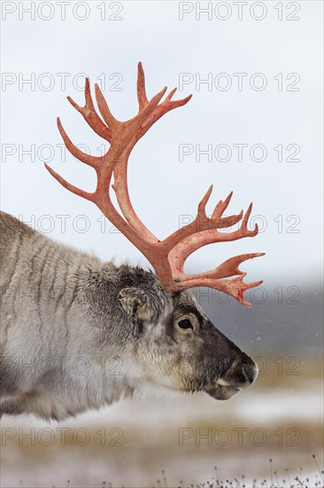 Svalbard reindeer