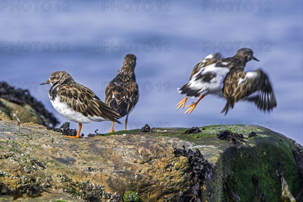 Ruddy turnstones