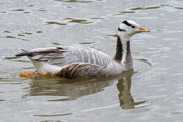 Bar-headed goose