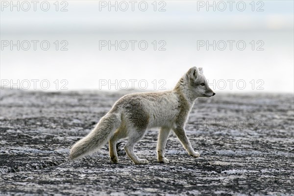 Arctic fox