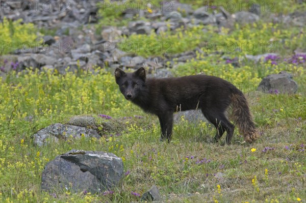 Arctic fox