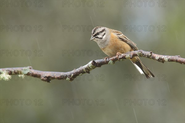 Rock Bunting