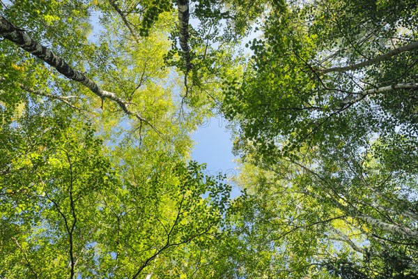 View upwards to the treetops in the birch forest