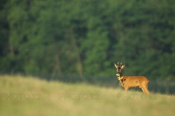 European roe deer