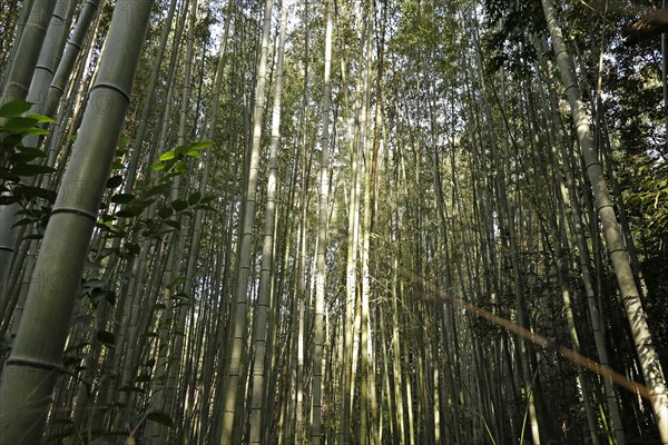 Bamboo trunks in the Arashiyama bamboo forest in Kyoto