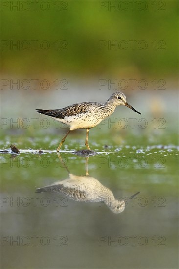 Common greenshank