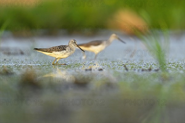 Common greenshank