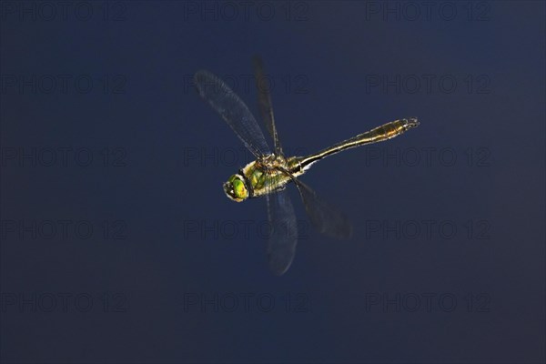 Damselfly