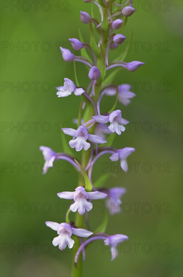 Fragrant orchid