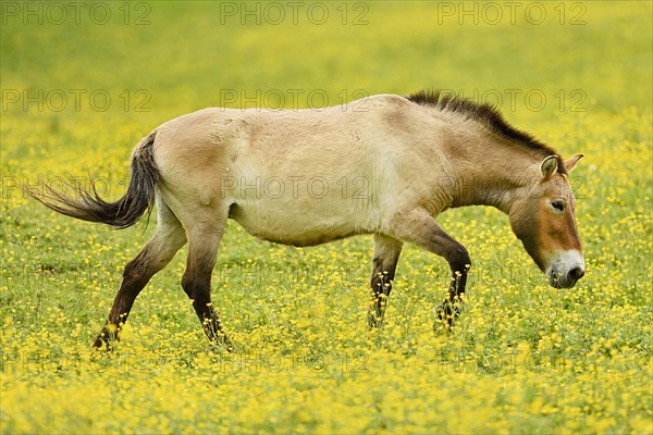 Przewalski's horse