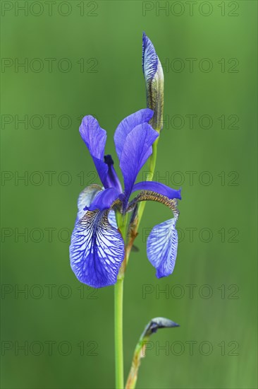 Siberian iris