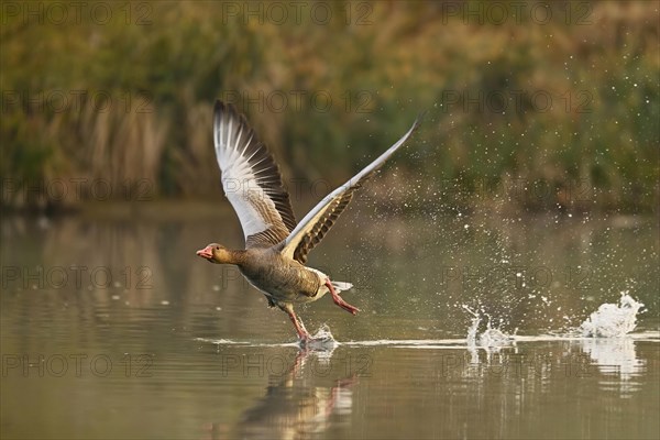 Greylag goose