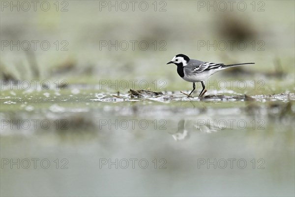 White wagtail