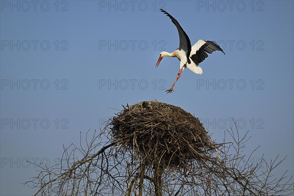 White Stork