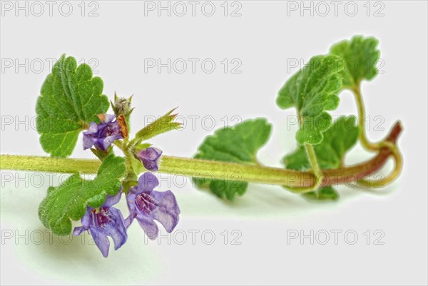 Medicinal plant Gundermann