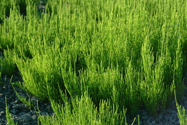 Field horsetail