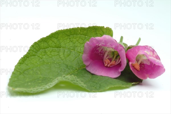 Common foxglove