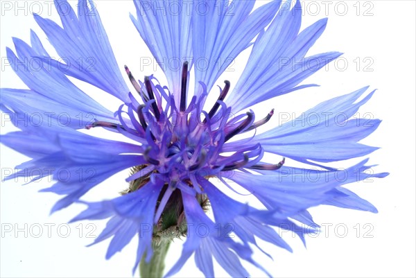 Cornflower