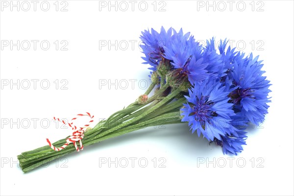 Cornflower