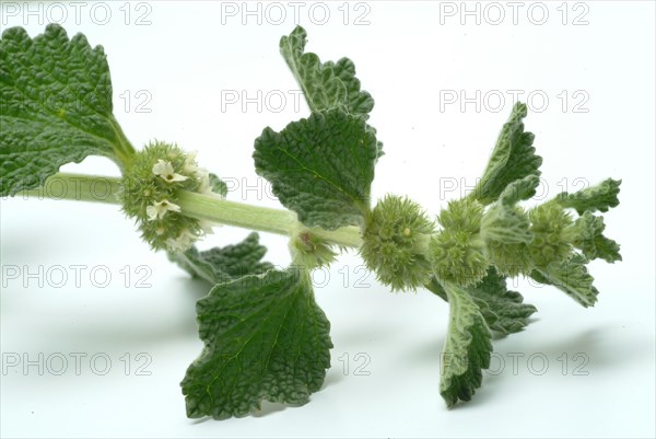 White horehound