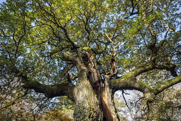 Old English oak