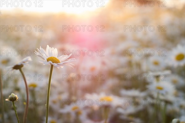 Marguerite daisies on meadow at sunset. Spring flower