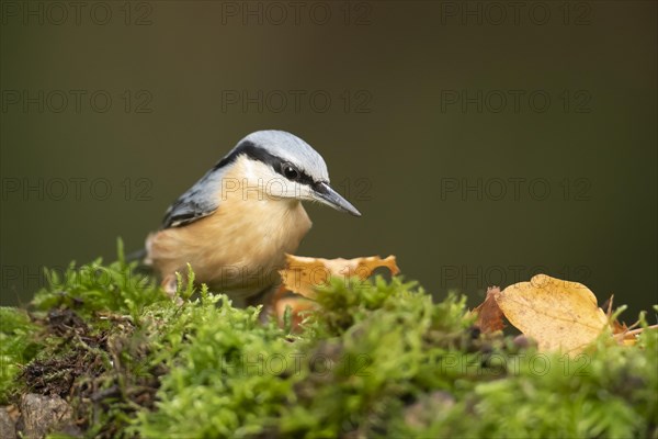 European nuthatch