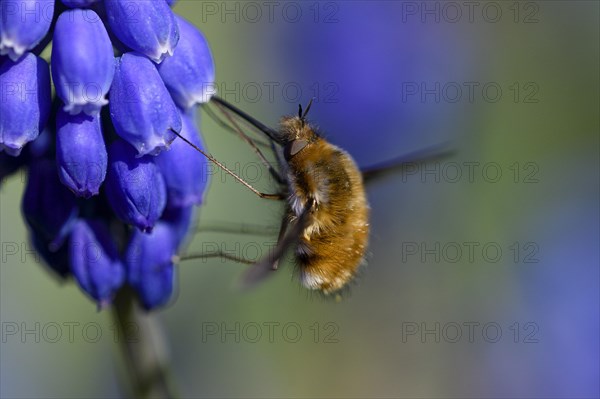 Large bee fly