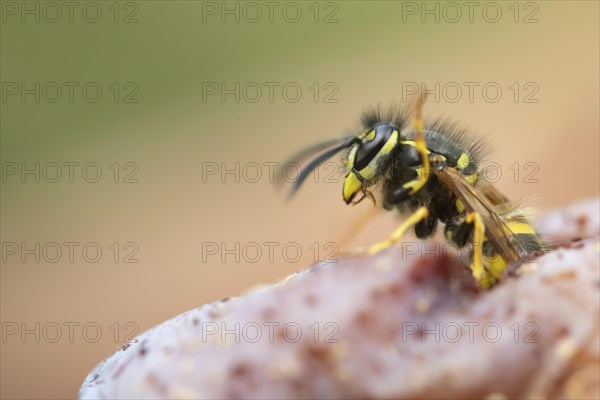 Common wasp