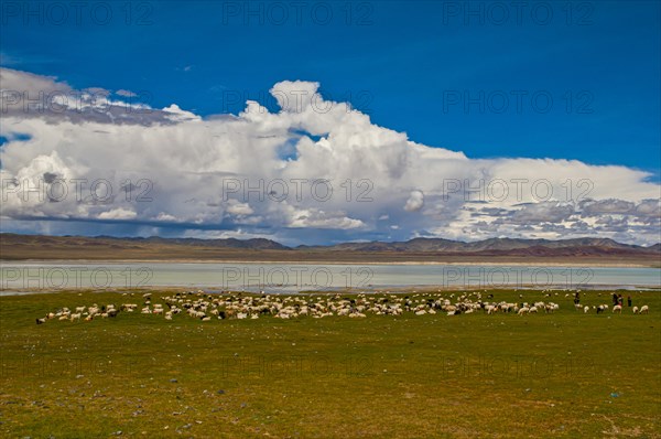 Huge goat herd before a mountain lake along the road from Ali and Gerze