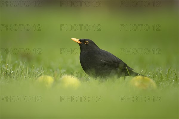 European blackbird