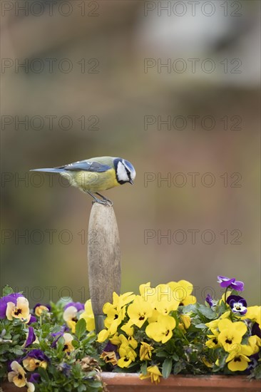 Blue tit