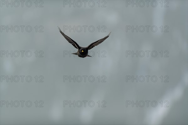 Alpine chough