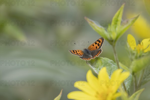 Small copper