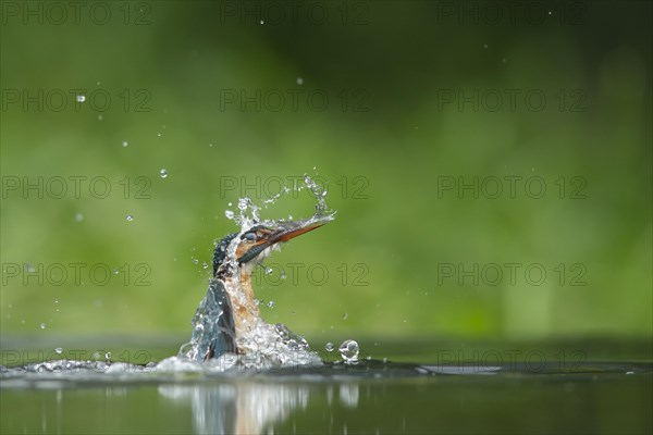 Common kingfisher