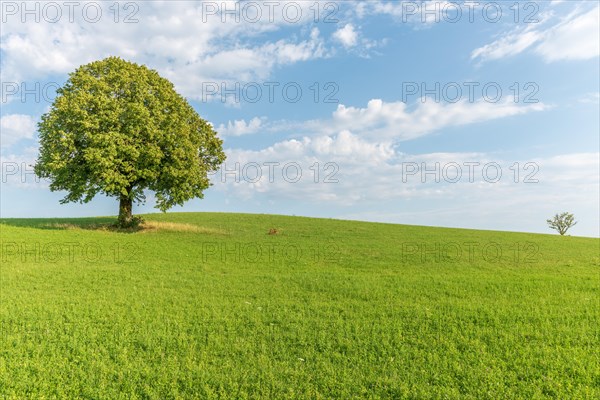 Lone tree in a meadow. Lime tree in a meadow in the Jura. France