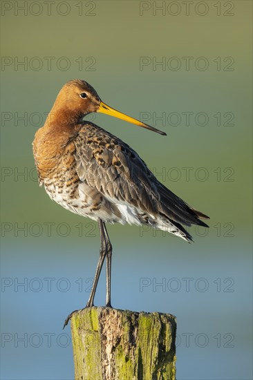 Black-tailed Godwit