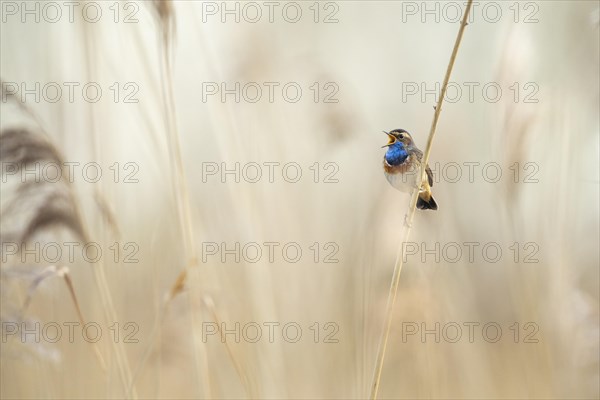 Mating bluethroat