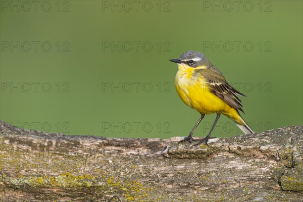 Western yellow wagtail