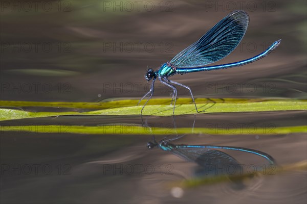 Banded demoiselle