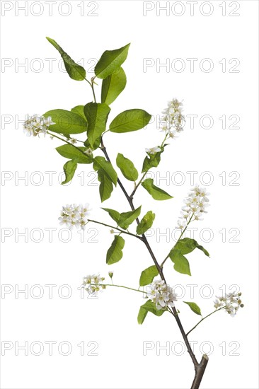 Weeping cherry